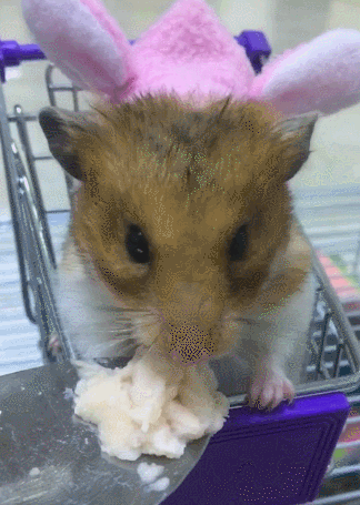 可爱 小兔兔 搞笑 吃东西 购物车