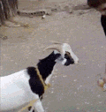 奶牛 喝酒 搞笑 动物