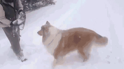 边牧 汪星人 雪 萌 Border Collie