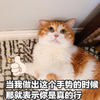萌宠 喵星人 你真的行 竖起大拇指 可爱 活泼