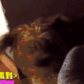 汪星人 可爱 萌宠 狗狗 二哈
