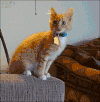 猫 抱下来 黑猫
