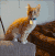猫 抱下来 黑猫