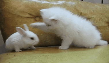 小猫 白兔 沙发 白色