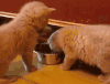猫咪 喵星人 吃食 挠痒 搞笑