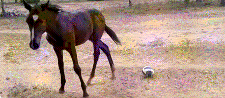 搞笑 萌宠 搞笑动物 可爱 笑死人