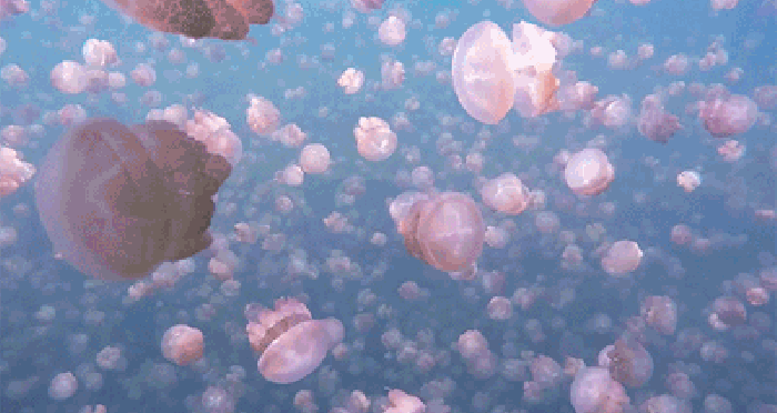 水母 海底 美景 游动