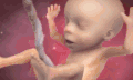 婴儿 胎动 3D 动作