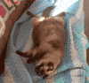 猫咪 慵懒 耍萌 好奇