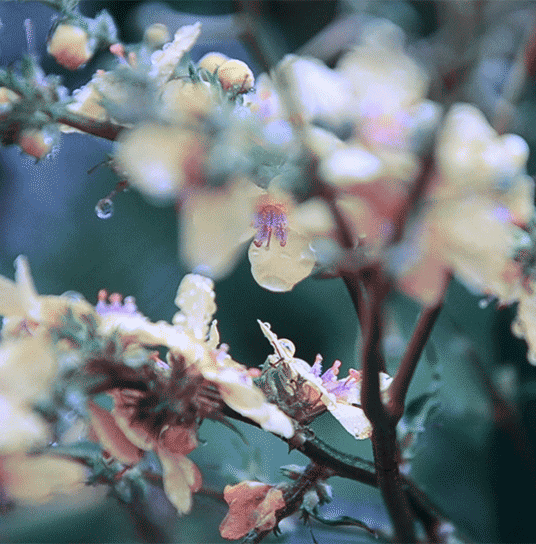 花朵 雨滴 树枝 摇曳