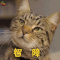 萌宠 猫 智障 搞怪 猫咪 soogif soogif出品