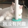 萌宠 喵星人 我没有兴趣 别找我 可爱 憨憨