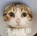 猫咪 可爱 大眼睛 不敢吱声 萌萌哒