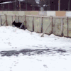 狗狗 雪地 开心 可爱