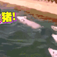 萌宠 动物 卖萌 可爱 猪