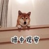 萌宠 汪星人 暗中观察 偷偷看 搞怪 可爱
