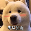 萌宠 汪星人 考试加油 考试周 搞怪 逗
