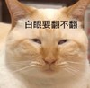 萌宠 喵星人 翻白眼 鄙视 嫌弃 无语