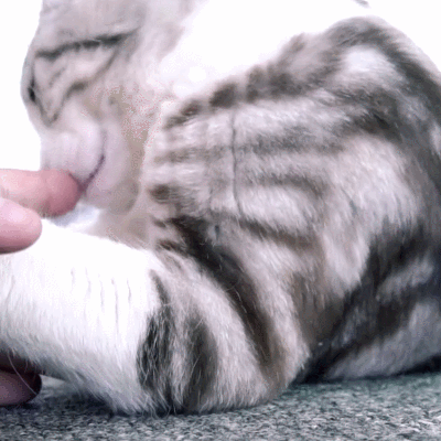 猫咪 花纹 舔一舔 可爱