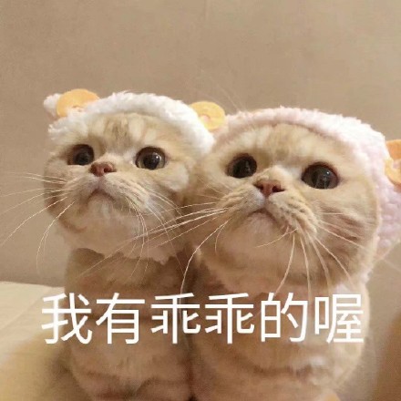 萌宠gif猫星人gif我有乖乖的哦gif乖巧gif呆萌gif可爱gif