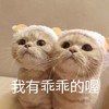 萌宠 猫星人 我有乖乖的哦 乖巧 呆萌 可爱