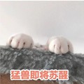 猛兽即将苏醒 猫咪 爪子 毛茸茸