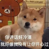 萌宠 汪星人 你讲话好冷漠 好像我没有让你开心过 搞怪 呆萌