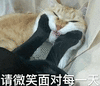 微笑 面对 猫 每一天 可爱 呆萌