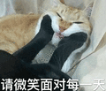 微笑 面对 猫