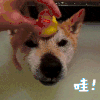 哇 狗