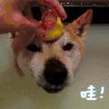 哇 狗