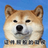柴犬 狗 凝视