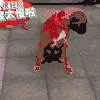 动物 宠物 萌 可爱 狗 汪星人