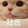 萌宠 猫星人 吐舌 害羞 呆萌 可爱