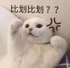 萌宠 喵星人 比划比划 敢不敢和我较量 淘气 调皮