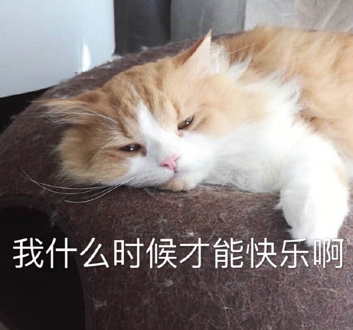 萌宠 猫星人 我什么时候才能快乐啊 无奈 呆萌 可爱