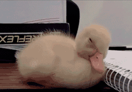 鸭子 可爱 萌 打瞌睡