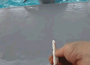 海豚 抽烟 搞笑