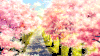 唯美意境 风景 树木 樱花