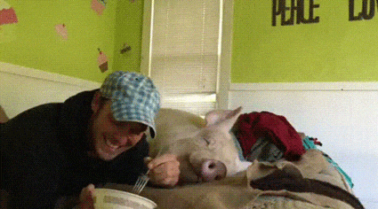 猪猪 幸福 主人 喂食
