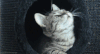 猫咪 落枕了 摇晃