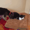 狗狗 猫咪 咬住不放 拖着走