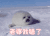 可爱 毛茸茸 白色 雪地 老婆我错了