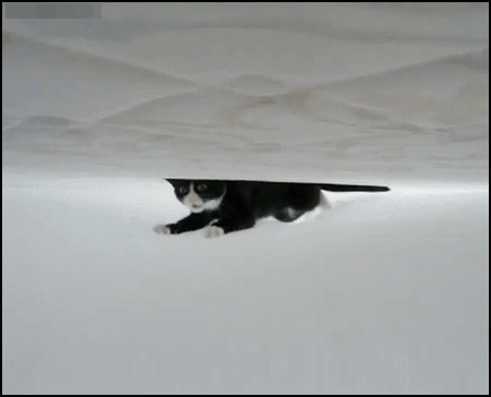 猫咪 可爱 爬 机灵