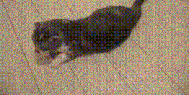 搞笑 猫咪 玩耍 萌宠