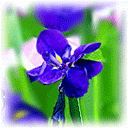 紫色的花 浪漫 爱情 开花