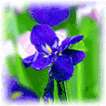 紫色的花 浪漫 爱情 开花
