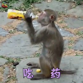 萌宠 猴子 吃药 拒绝 soogif soogif出品