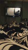 喵星人 扑 激动 牛逼 猫 动物