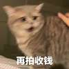 萌宠 喵星人 别拍了 再拍收钱了 憨憨 呆萌